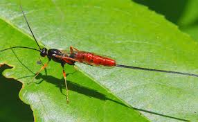 Attēlu rezultāti vaicājumam “Ichneumonidae imago”