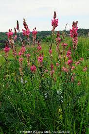 Image result for Onobrychis viciifolia
