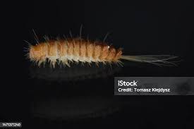 Attēlu rezultāti vaicājumam “Anthrenus sp. larva”