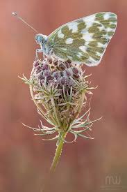 Attēlu rezultāti vaicājumam “Pontia edusa underside”