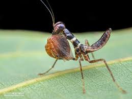 Attēlu rezultāti vaicājumam “Macrosteles sp. nymph”