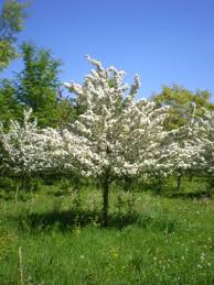 Attēlu rezultāti vaicājumam “Malus x zumi”