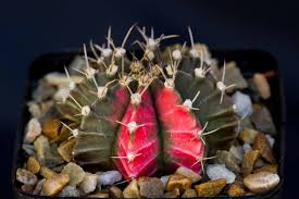 Image result for Gymnocalycium