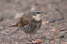 Image result for Turdus naumanni