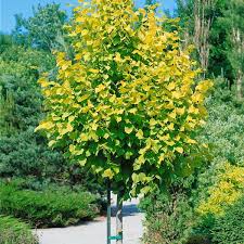 Attēlu rezultāti vaicājumam “Tilia x vulgaris”