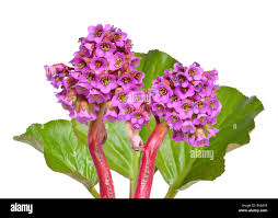 Attēlu rezultāti vaicājumam “Bergenia crassifolia”
