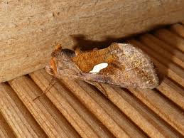 Attēlu rezultāti vaicājumam “Autographa excelsa”