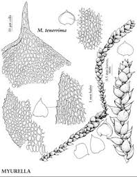 Attēlu rezultāti vaicājumam “Myurella julacea”