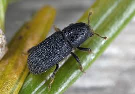 Attēlu rezultāti vaicājumam “Hylastes sp.”