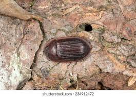 Attēlu rezultāti vaicājumam “Ostoma ferruginea”