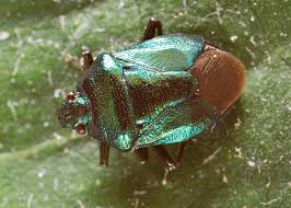 Attēlu rezultāti vaicājumam “Zicrona caerulea”