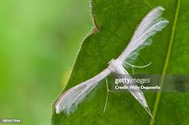 Attēlu rezultāti vaicājumam “Pterophorus pentadactyla”