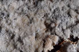 Attēlu rezultāti vaicājumam “Porotheleum fimbriatum”