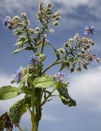 Attēlu rezultāti vaicājumam “Borago officinalis bud”