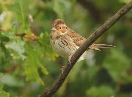 Image result for Emberiza pusilla
