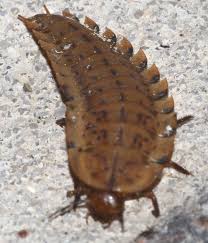 Attēlu rezultāti vaicājumam “Silpha obscura larva”