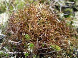 Attēlu rezultāti vaicājumam “Cetraria aculeata”