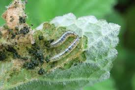 Attēlu rezultāti vaicājumam “Epermenia falciformis”