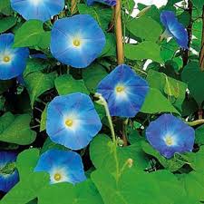 Image result for Ipomoea Heavenly Blue