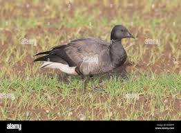 Attēlu rezultāti vaicājumam “Branta bernicla”