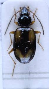 Attēlu rezultāti vaicājumam “Bembidion quadrimaculatum”