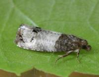 Attēlu rezultāti vaicājumam “Notocelia roborana”