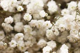 Attēlu rezultāti vaicājumam “Gypsophila paniculata”