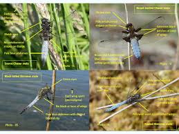 Attēlu rezultāti vaicājumam “Libellula fulva male”