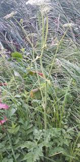 Attēlu rezultāti vaicājumam “Heracleum sosnowskyi”