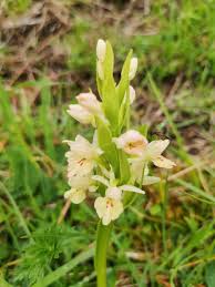 Attēlu rezultāti vaicājumam “Dactylorhiza russowii”