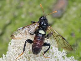 Attēlu rezultāti vaicājumam “Cimbex femoratus larva”