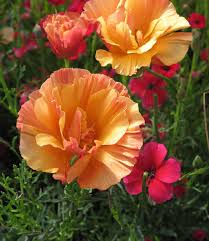 Attēlu rezultāti vaicājumam “Eschscholzia californica fruit”