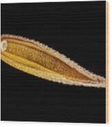 Attēlu rezultāti vaicājumam “Cynosurus cristatus fruit”