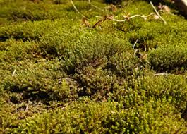 Attēlu rezultāti vaicājumam “Dichodontium pellucidum sporophyte”