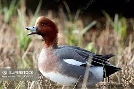 Attēlu rezultāti vaicājumam “Anas penelope”