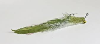 Image result for Argyrosomus inodorus