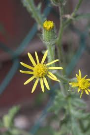 Attēlu rezultāti vaicājumam “Senecio viscosus leaf”
