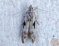 Attēlu rezultāti vaicājumam “Hypatima rhomboidella”