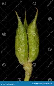 Attēlu rezultāti vaicājumam “Delphinium elatum  fruit”