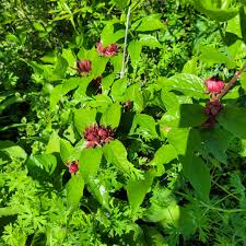 Attēlu rezultāti vaicājumam “Calycanthus floridus”