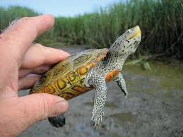 Image result for Malaclemys terrapin