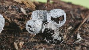 Attēlu rezultāti vaicājumam “Physarum bryomacrocarpum macro”