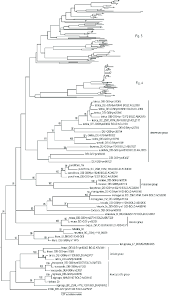 Attēlu rezultāti vaicājumam “Pristiphora maesta”
