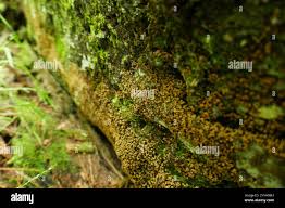 Attēlu rezultāti vaicājumam “Cribraria intricata spores”