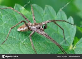 Attēlu rezultāti vaicājumam “Pisaura mirabilis male”