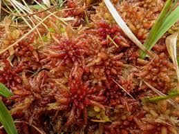 Attēlu rezultāti vaicājumam “Sphagnum magellanicum”