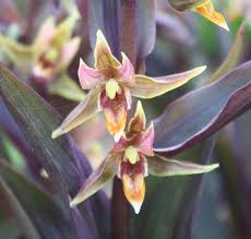 Attēlu rezultāti vaicājumam “Epirranthis diversata upperside”