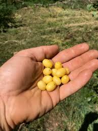 Attēlu rezultāti vaicājumam “Corynephorus canescens fruit”
