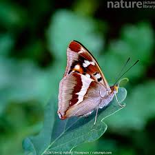 Attēlu rezultāti vaicājumam “Apatura iris underside”
