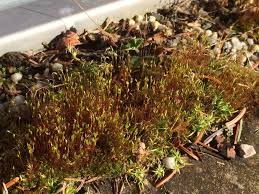 Attēlu rezultāti vaicājumam “Ceratodon purpureus sporophyte”